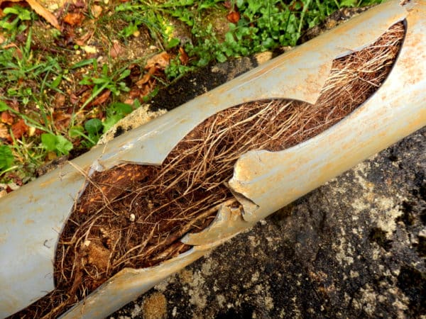 Tree roots busting out of a cracked PVC pipe due to root infiltration 